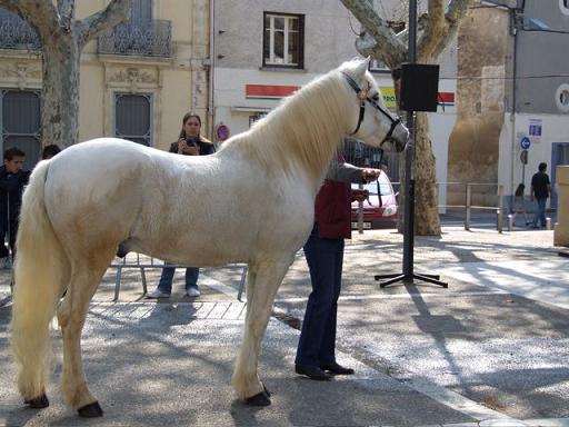 Salicorne Foire du cheval 2007